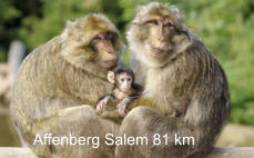 Affenberg Salem 81 km