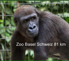 Zoo Basel Schweiz 81 km